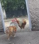 Rooster Gets Rowdy with the Mirror