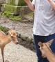 Hungry Deer Nip at Tourists for Food