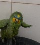 Adorable Bird Takes a Shower