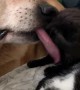 Pup Keeps the Kittens Clean