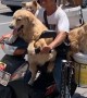 Scooter Carries K9 Passengers