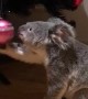 Koala is Curious About the Christmas Tree