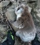 Helping a Cute Koala on its Climb
