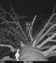 Trail Camera Catches Mountain Lion