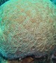 Beautiful Brain Coral in Roatan