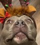 Pretty Blinking Antlers on Adorable Pit Bull