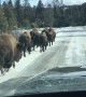 Bison Parade Through the Park