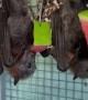 Bats Munching on Melon