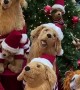 Golden Imposter Infiltrates Christmas Display