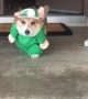 Angry Corgi Elf