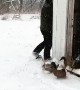 Adorable Ducks Change Their Mind