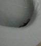 Scorpion Surprise After Sitting on the Toilet