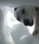 Man buried in snow records moment when rescue dog saves him
