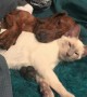 Cute dog and cat preciously cuddle together