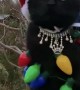Happy Caturday from the Cat King of Bling