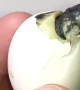 Baby tortoise emerges from its shell