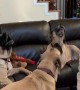 Dogs Join in to sing Happy Birthday
