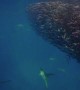 Sharks Round up Bait Balls on the Ningaloo Reef