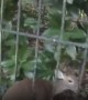 Baby deer stuck in fence rescued successfully by officer