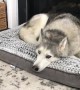 Stubborn Husky vocally protests his new bed