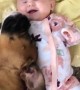 Boxer Snuggles with Baby