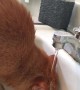 Spoiled Cat Demands to Drink from Sink