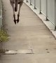 Huge Kangaroo Hops Past Pedestrians on Bridge