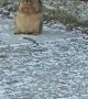 Chunky Squirrel Chills Out on the Sidewalk