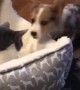 Puppy adorably tries to get kitty out of his bed