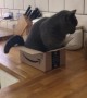 Fluffy kitty can\'t fit inside empty box