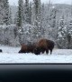 Driving Through the Yukon Enjoying the Wildlife