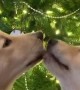 Doggies Share a Moment Under the Mistletoe