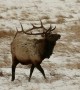 Bull Elk Spar in the Snow