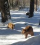 Bear and Cubs Sniff Around for a Snack