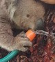 Cute Koala Quenches its Thirst