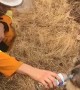 Firefighter gives water to thirsty Koala as Australia bushfires rage on