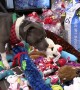 Shelter Animals Preciously Pick Out Toys From Under the Christmas Tree