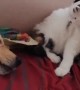 Sweet dog & cat playtime together