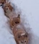 Corgi train makes its way through deep snow