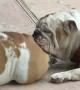 Bulldogs Enjoying Thanksgiving Their Own Way