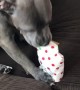 Pitbull Pup Opens His Present