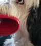 Dog Turns Frisbee into Mouthguard