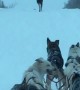 Moose Makes Way for Dog Sled Team