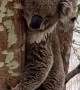 Koala Cools off on Hot Summer Day