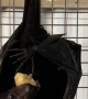 Flying Fox Enjoys Fruity Treat
