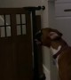 Dog Defies Gate to Retrieve Toy