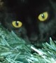 Black Cat Becomes Christmas Tree Ornament