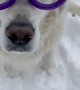 Glasses With Wipers Keep Pup is Ready to Play