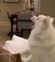 Dog reacts to mysterious UFO in the house