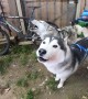 These Huskies Have Strong Feelings